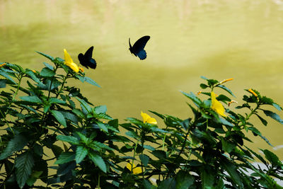 Birds flying against yellow flowers