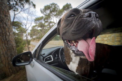 Close-up of dog in car