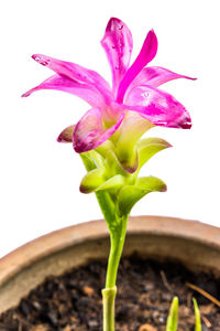 Close-up of flower against blurred background