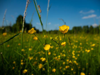 Close-up of yellow flowering plants on field