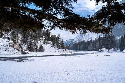 Trees on snow covered land against sky