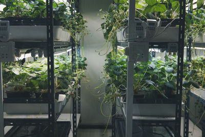 Potted plants in greenhouse