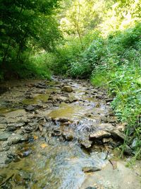 Water flowing in forest