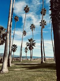 Palm trees on beach against sky