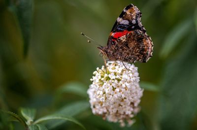 Close-up of butterfly pollinating on flower