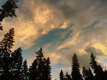 Silhouette of trees at sunset