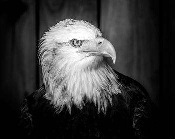 Close-up of eagle