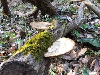 High angle view of mushrooms growing on tree trunk