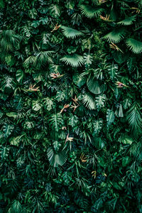 High angle view of leaves and trees in forest