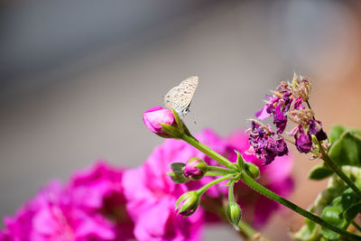 Small butterfly on pink geranium