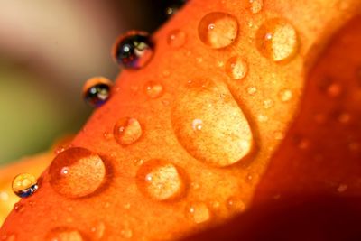 Close-up of water drops on leaf