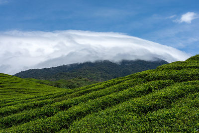 Scenic view of agricultural field against sky