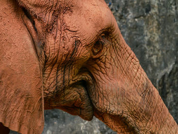 Close-up of elephant at forest