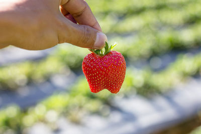 Close-up of hand holding strawberry