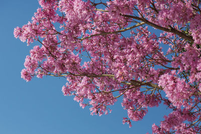 Low angle view of cherry blossoms against clear blue sky