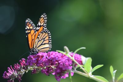 Close-up of butterfly pollinating on purple flower