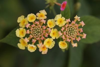 Close-up of yellow flowering plant in park