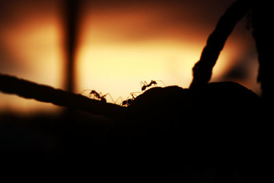 Close-up of silhouette plant against sky during sunset