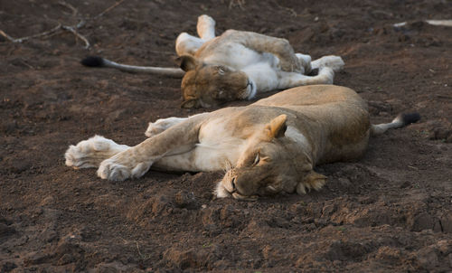 Close-up of sleeping lions