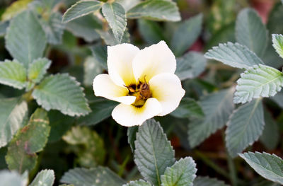 Close-up of white flowering plant