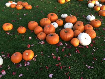 High angle view of pumpkins on field