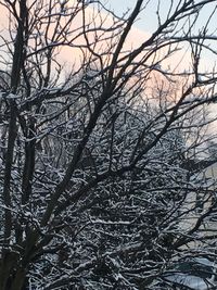 Low angle view of bare trees against sky