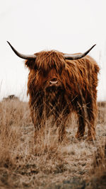 Close-up of a highlander on grasslands
