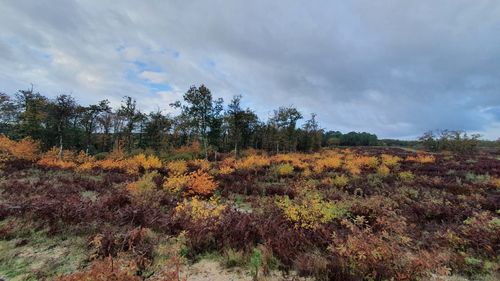 Scenic view of trees on field against sky