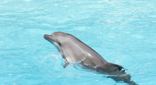 Swimming in pool with dolphin
