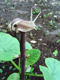 Close-up of plant