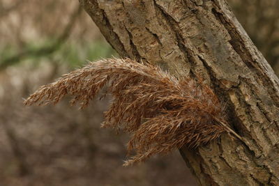 Close-up of lizard on tree