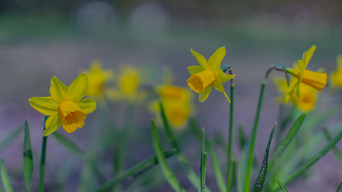 Close-up of yellow flowering plant