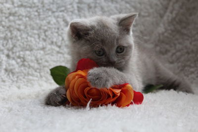 Close-up of cat lying on floor