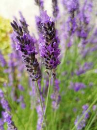 Close-up of purple flowering plant on field
