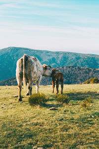 Horses grazing in a field