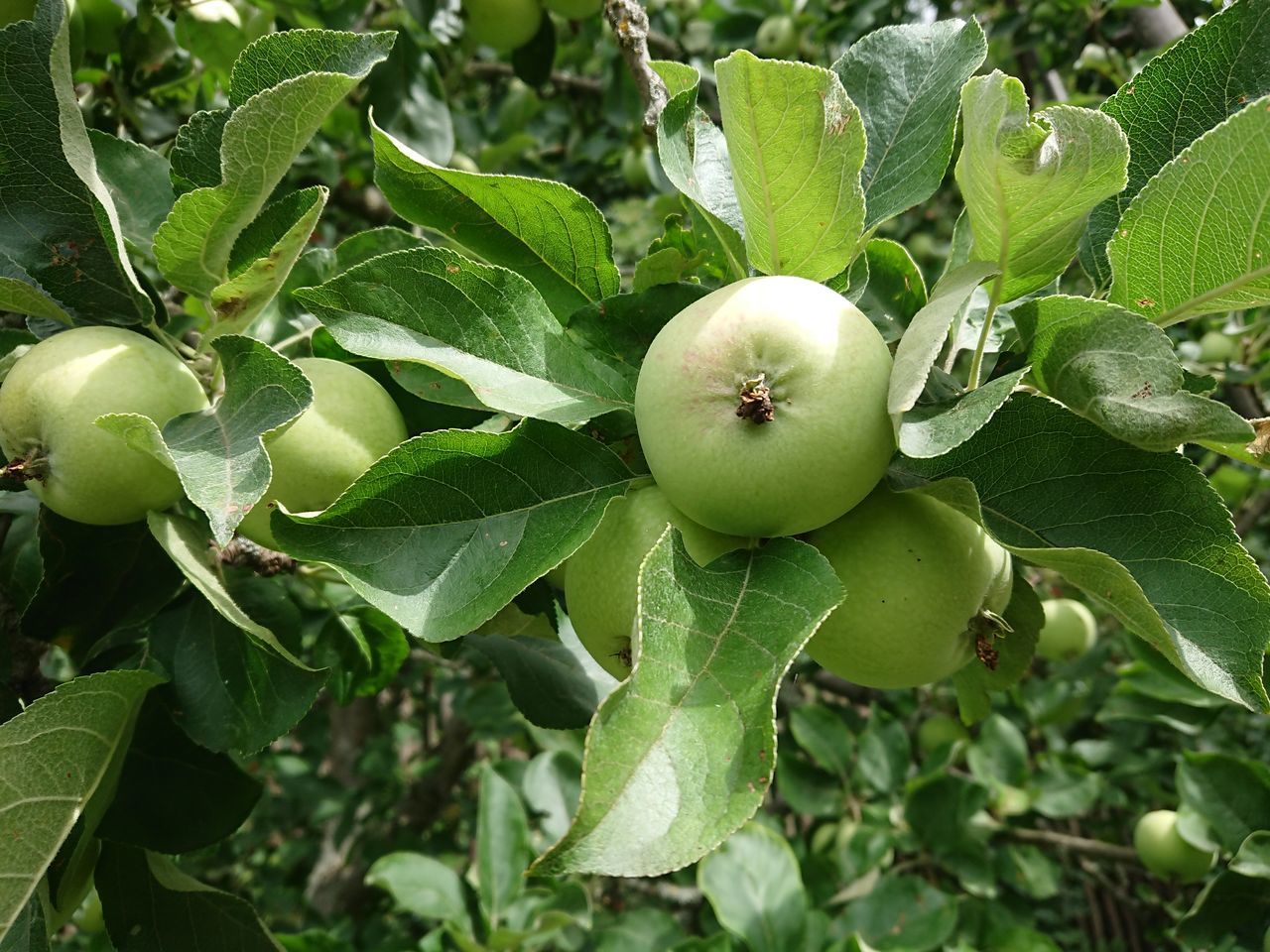 CLOSE-UP OF APPLE TREE