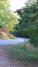 Scenic view of road amidst trees against sky