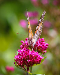 Close-up of butterfly pollinating on pink flower