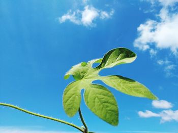 Low angle view of plant leaves against sky