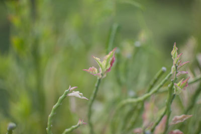 Close-up of fresh green plant