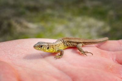 Close-up of a lizard on a hand