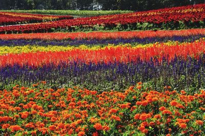 Scenic view of red flowers on field