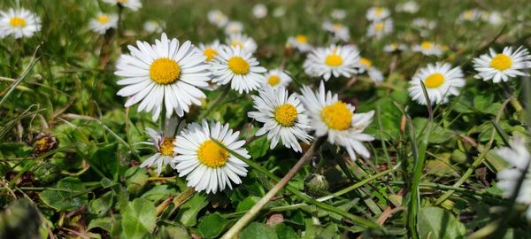 High angle view of daisies on field