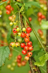 Close-up of red berries growing on tree