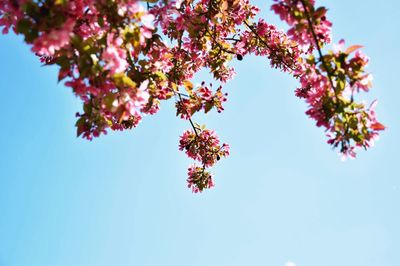 Low angle view of pink flowers