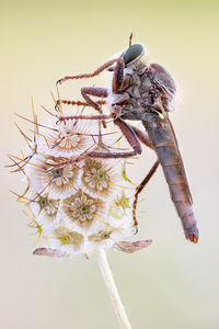 Close-up of insect on flower