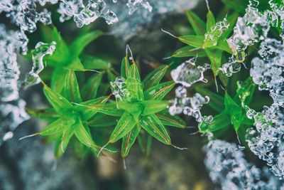 High angle view of plant leaves