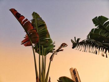 Low angle view of banana tree against clear sky