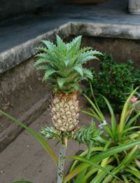 Close-up of plant