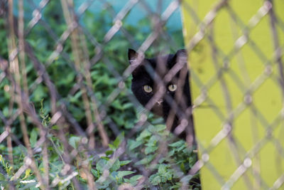 Close-up of cat